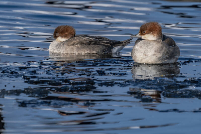 Nonnetje, Paterswoldse meer, 11-02-2021