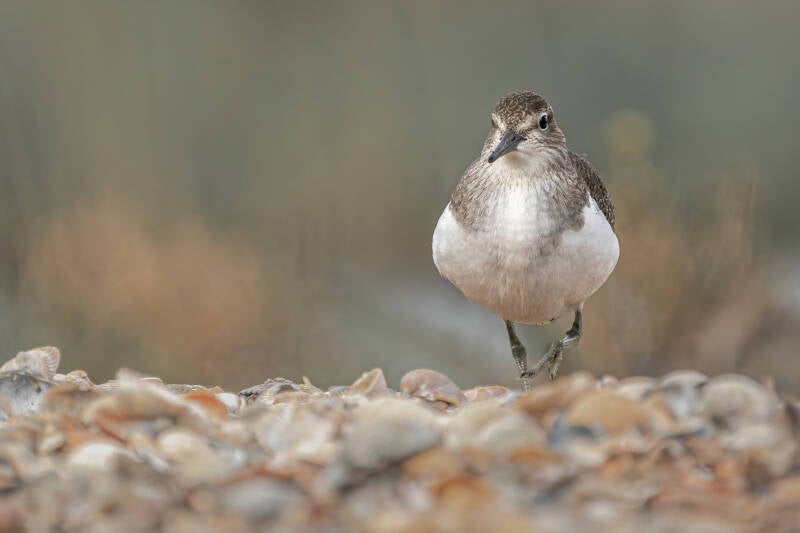Oeverloper, Breebaartpolder, 06-09-2022