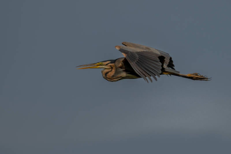 Purperreiger, Steenwijk, 20-06-2024