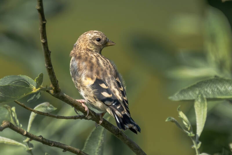 Putter. Onnerpolder, 21-06-2023