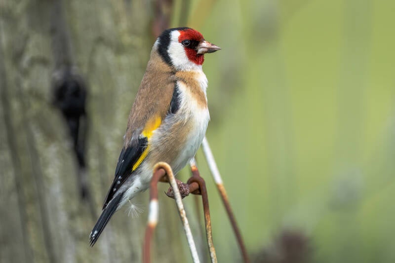 Putter, Ezumakeeg, 25-05-2023