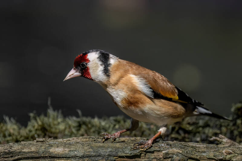 Putter, 3-4-2025 Lemele