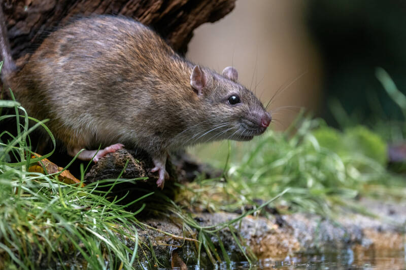 rat-vledder-2-standard.jpg