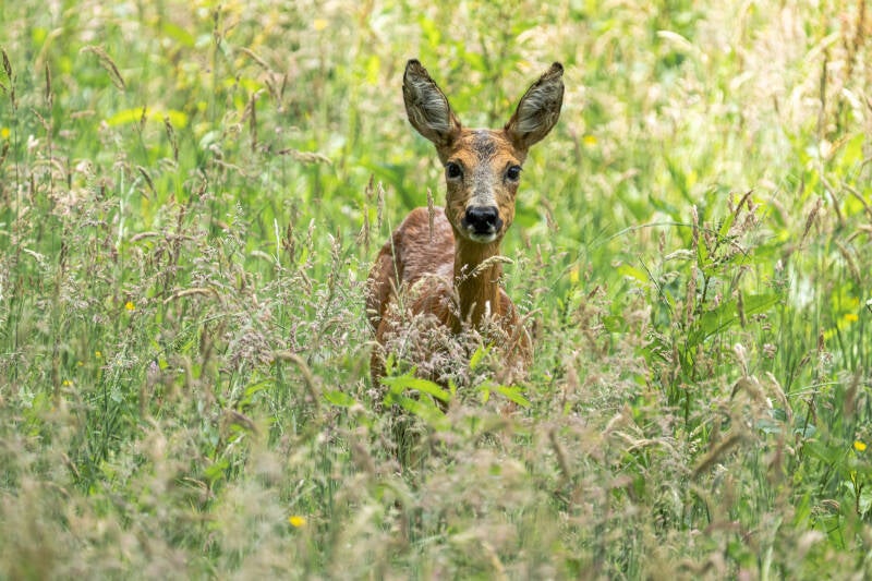 Ree, Eelde, 24-06-2021