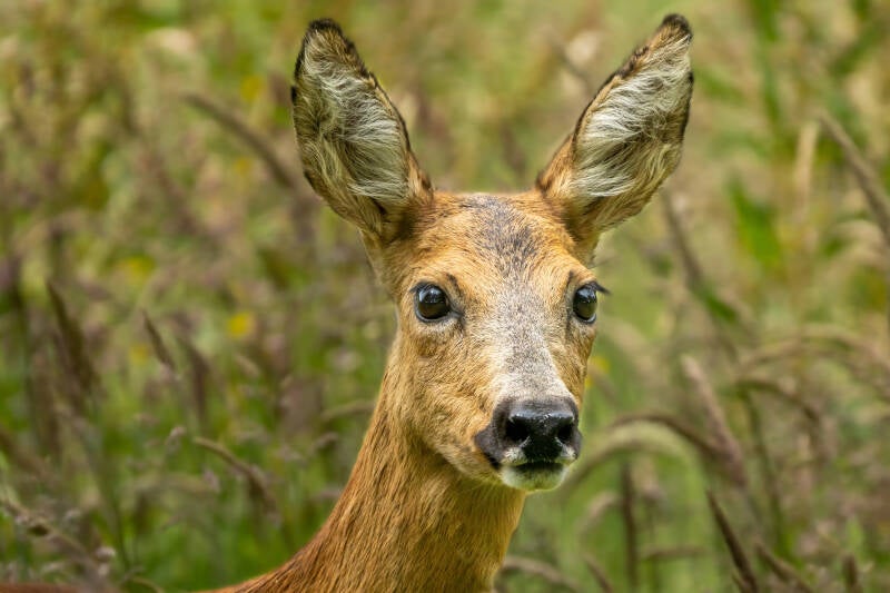 Ree, Eelde, 24-06-2021