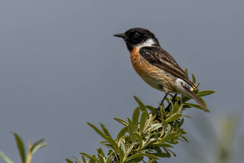 Roodborsttapuit, Lauwersmeer, 16-05-2023