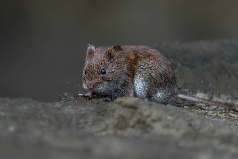 Rosse woelmuis, Lichtenberg, 4-4-2024