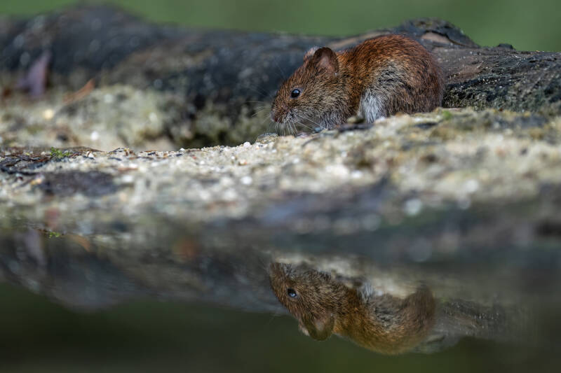 Rosse woelmuis, Lichtenberg, 4-4-2024