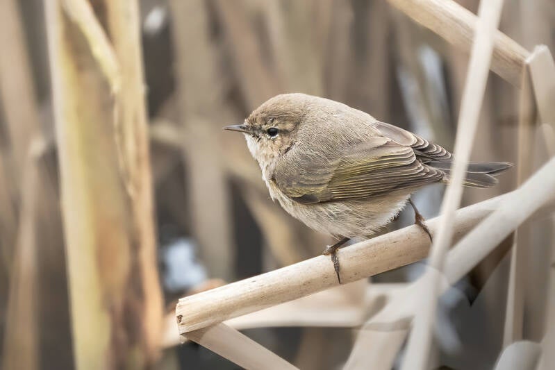 Siberische tjiftjaf, Groningen, 10-03-2021