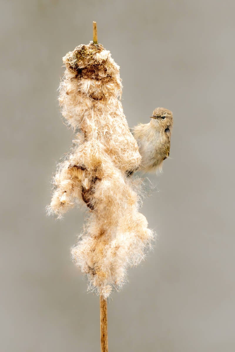 Siberische tjiftjaf, Groningen, 16-03-2021