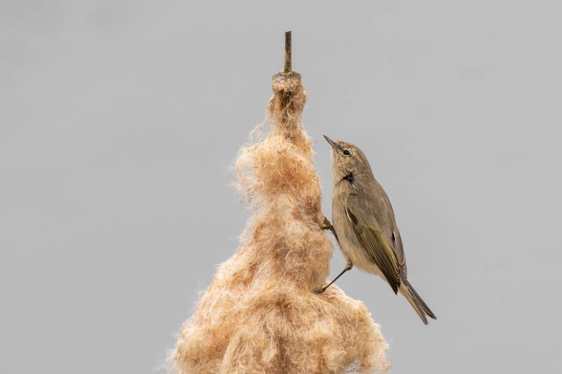 Siberische tjiftjaf, Groningen, 10-03-2021