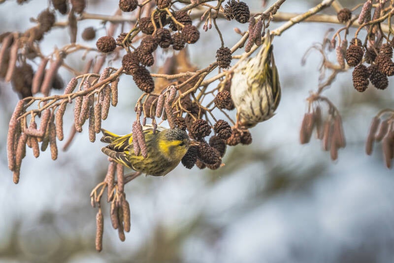 Sijs, Onlanden, 19-02-2021