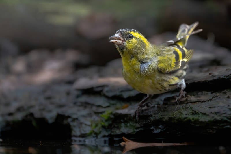 Sijs, Sallandse Heuvelrug, 01-12-2022