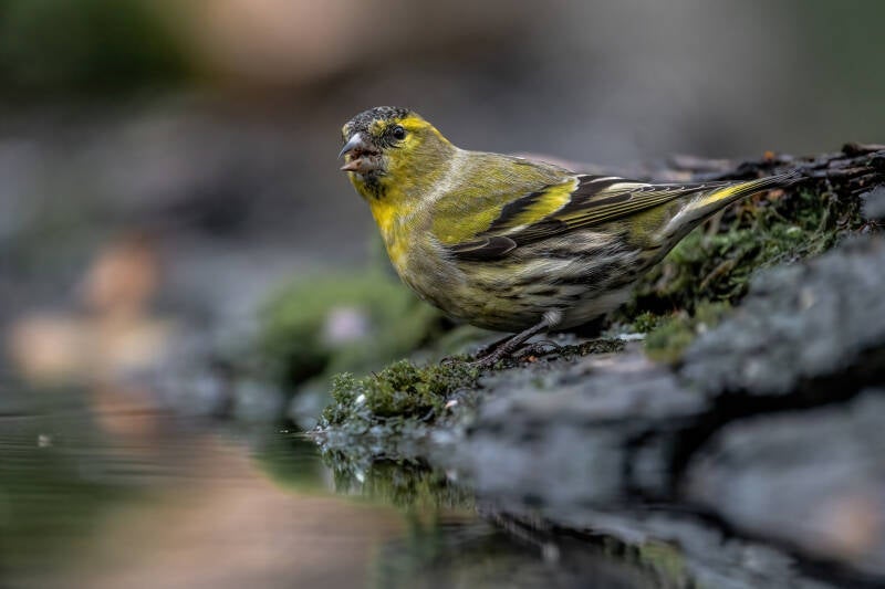 Sijs, Sallandse Heuvelrug, 01-12-2022