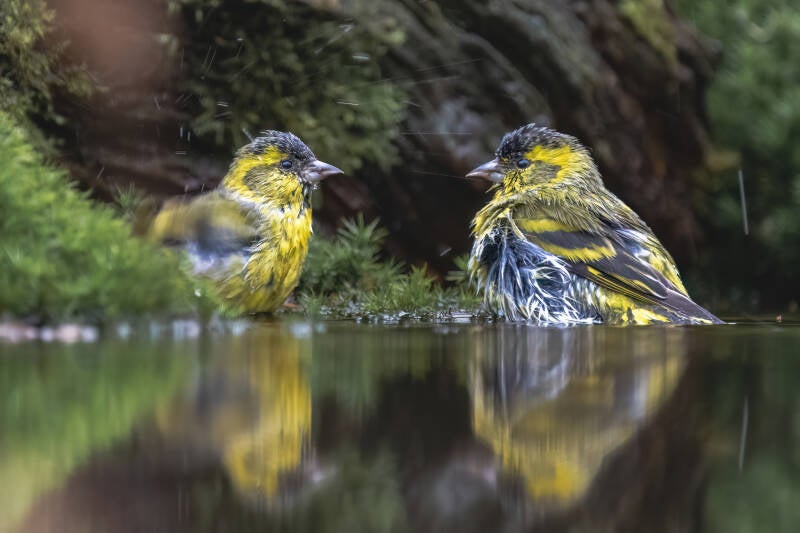 Sijs, Sallandse Heuvelrug, 01-12-2022