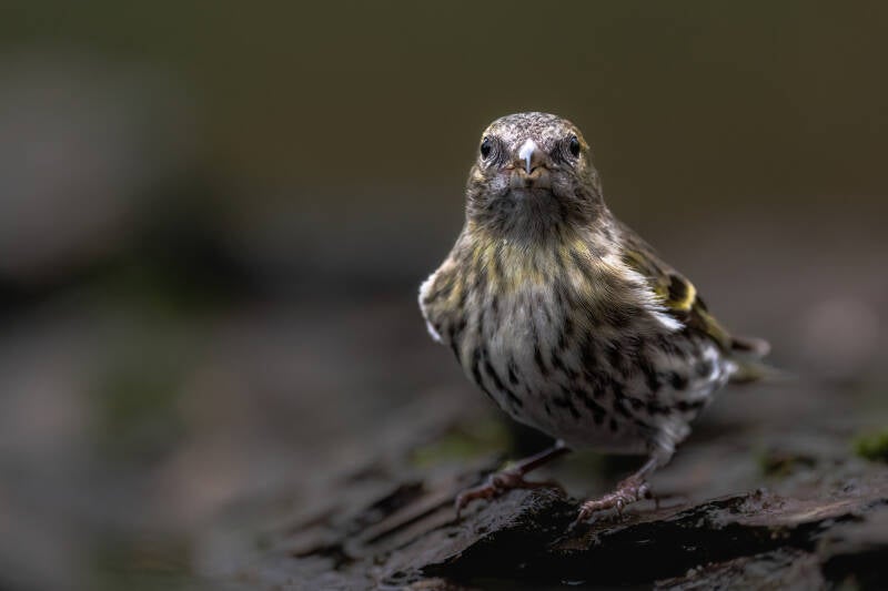 Sijs, Sallandse Heuvelrug, 01-12-2022