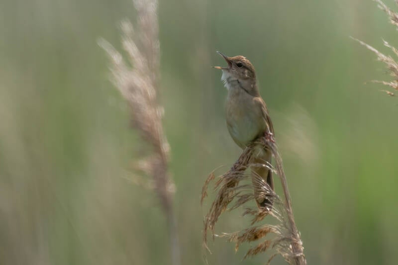 Snor, Onnerpolder, 02-06-2022