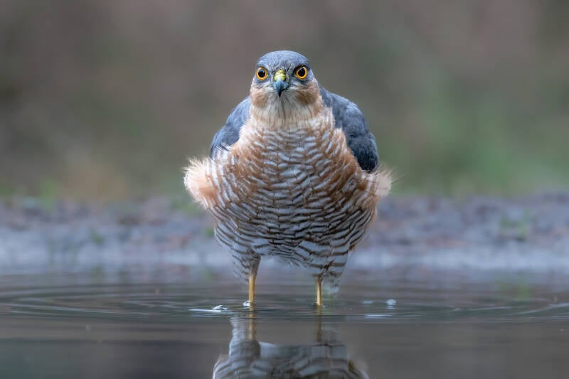 Sperwer, Lemelerberg, 17-11-2021