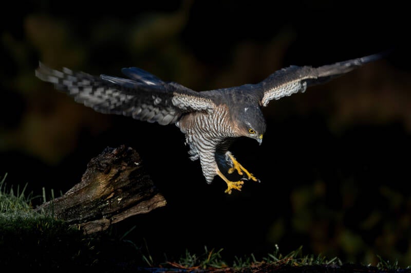 Sperwer, Lemelerberg, 17-11-2023