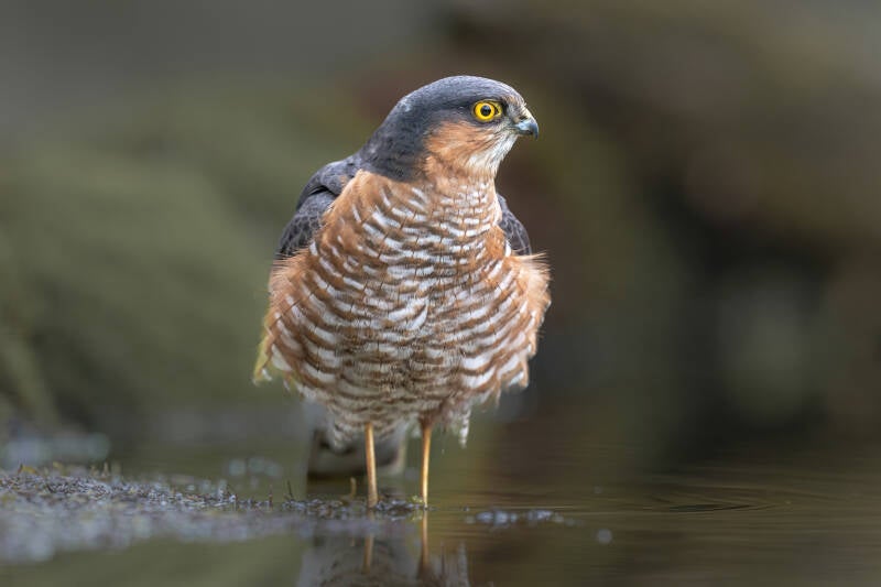 Sperwer, Holten, 11-05-2023