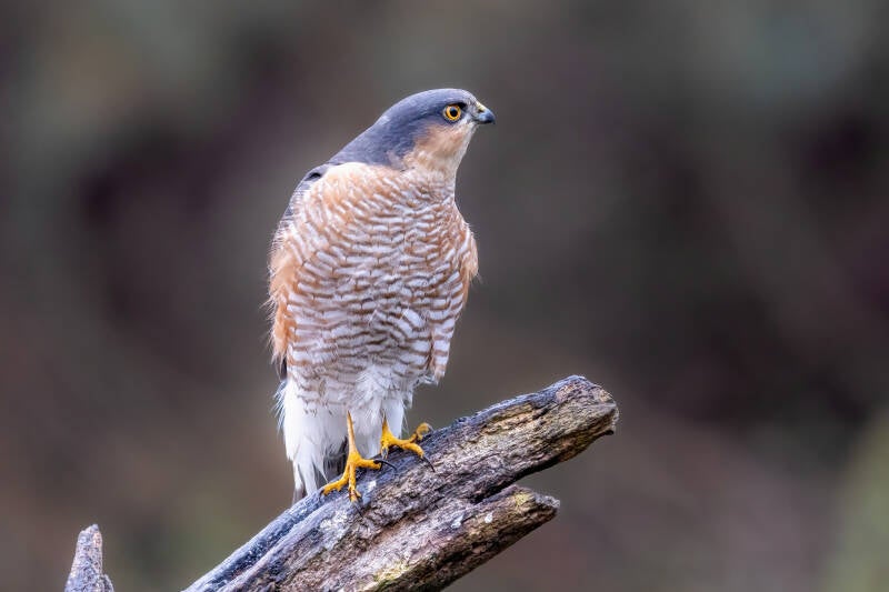 Sperwer, Lemelerberg, 17-11-2021