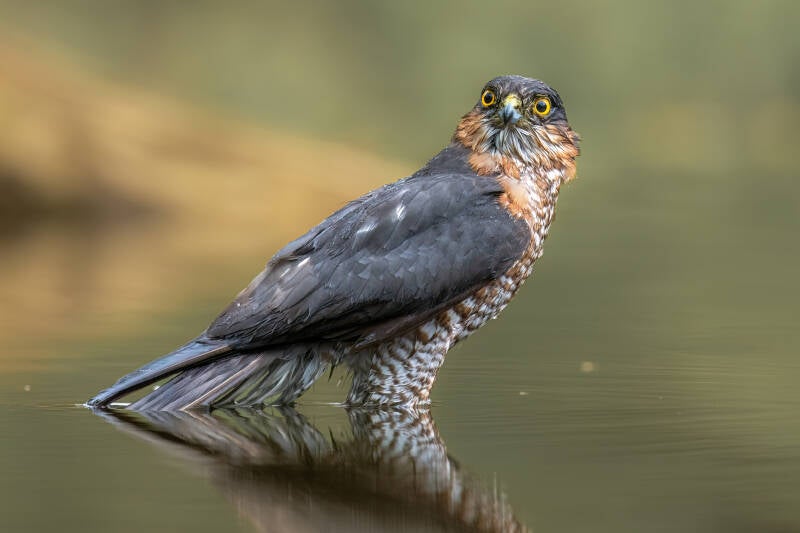 Sperwer, Holten, 11-05-2023