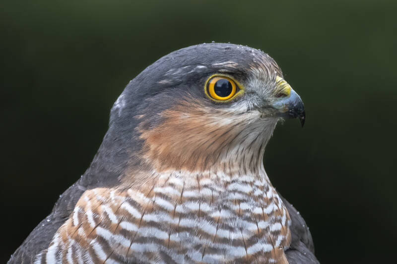 Sperwer, Lemelerberg, 17-11-2021