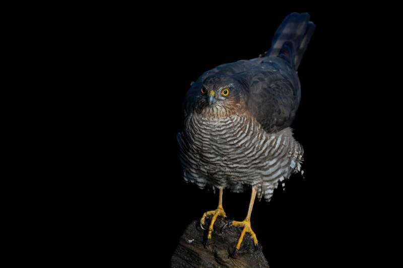 Sperwer, Lemelerberg, 17-11-2023