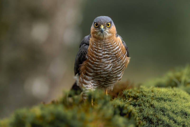 Sperwer, Holten, 11-05-2023