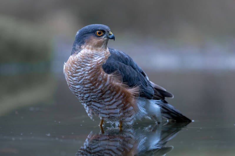 Sperwer, Lemelerberg, 17-11-2021