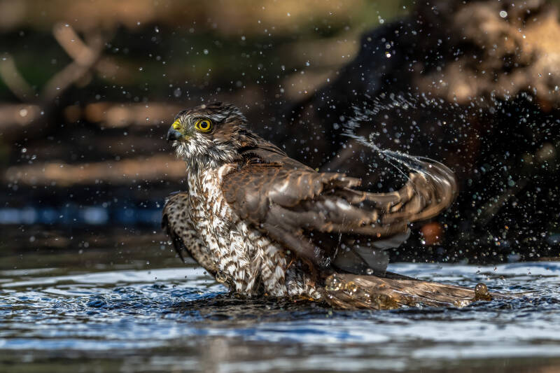 Sperwer, Lemelerberg, 16-09-2022