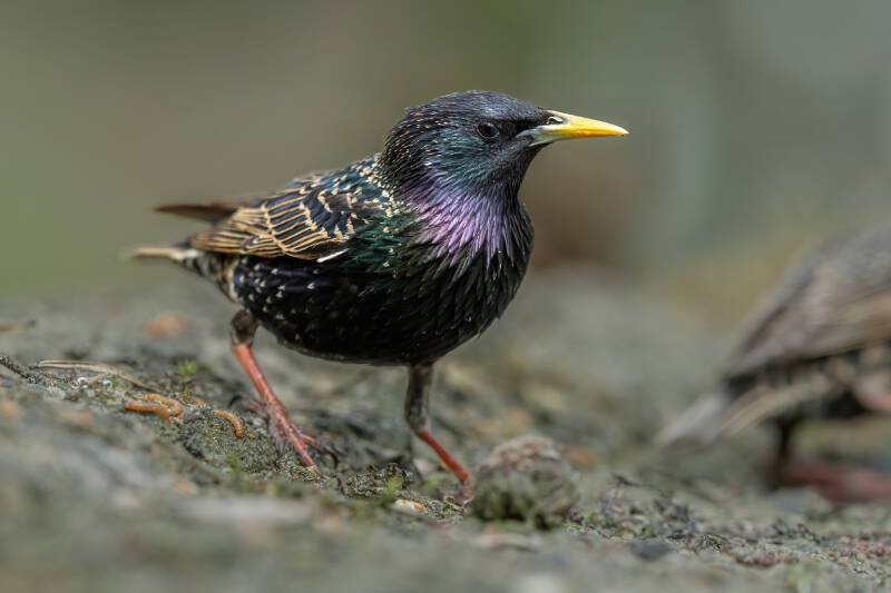 Spreeuw, Holten 11-05-2023