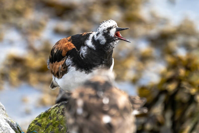 Steenloper, Ameland 22-07-2020