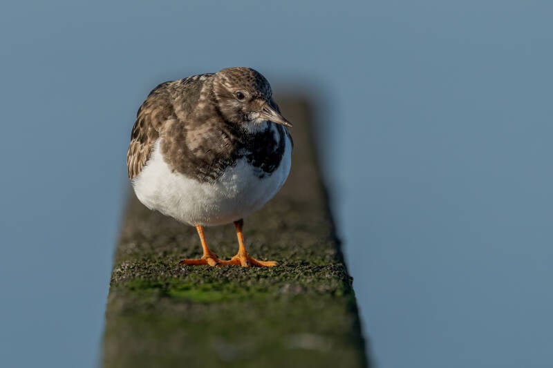 Steenloper, Lauwersoog, 10-01-2022