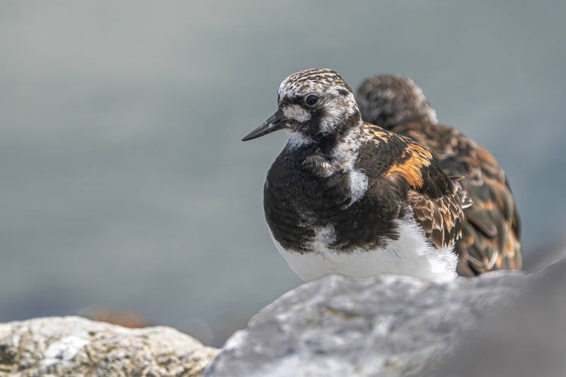 Steenloper, Ameland 22-07-2020
