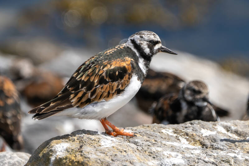 Steenloper, Ameland 22-07-2020