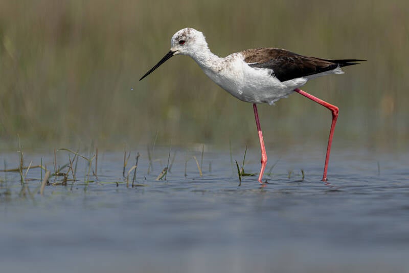 Steltkluut, Ezamakeeg, 25-05-2023