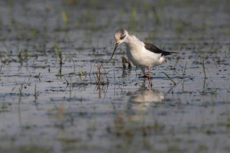 Steltkluut, Onnerpolder, 26-04-2021