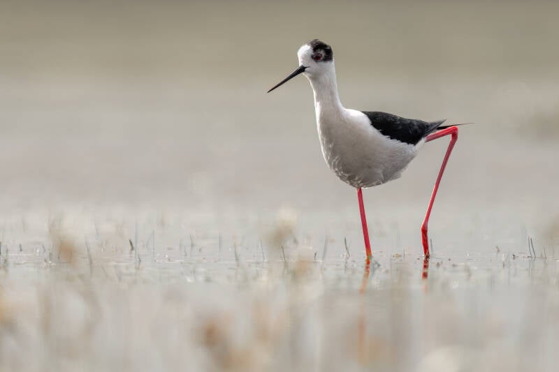 Steltkluut, Ezumakeeg, 17-04-2024