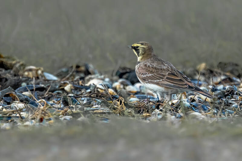 Strandleeuwerik, Moddergat, 29-11-2021