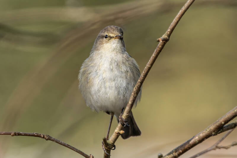Tjiftjaf, Tuin, 24-03-2021