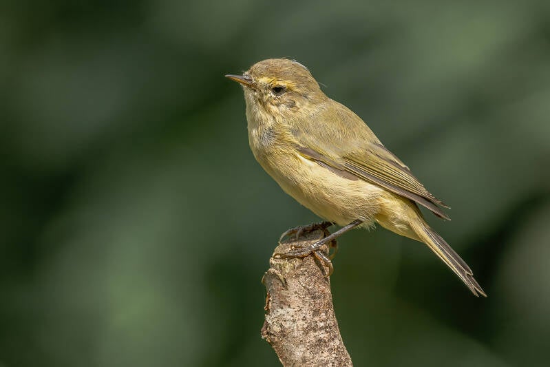Tjiftjaf, Veluwe, 18-8-2024