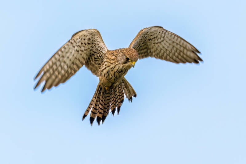 Torenvalk, Onlanden, 11-12-2020