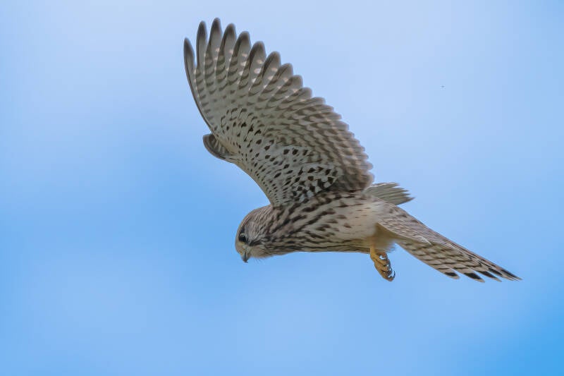 Torenvalk, Betuwe, 11-07-2020