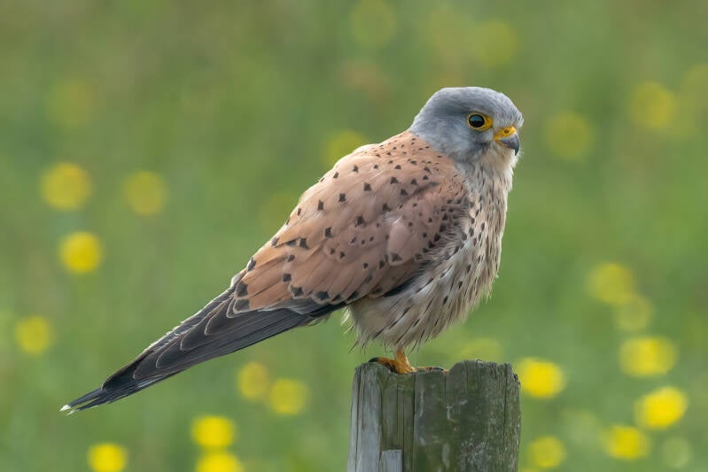 Torenvalk, Onlanden, 19-05-2021