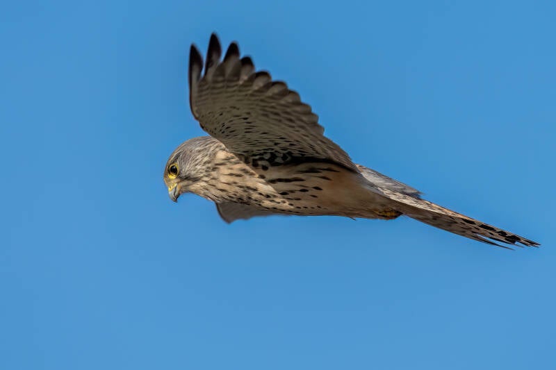 torenvalk, Onnerpolder, 22-01-2024