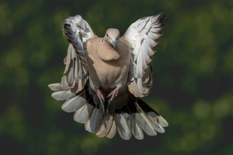 Turkse tortelduif