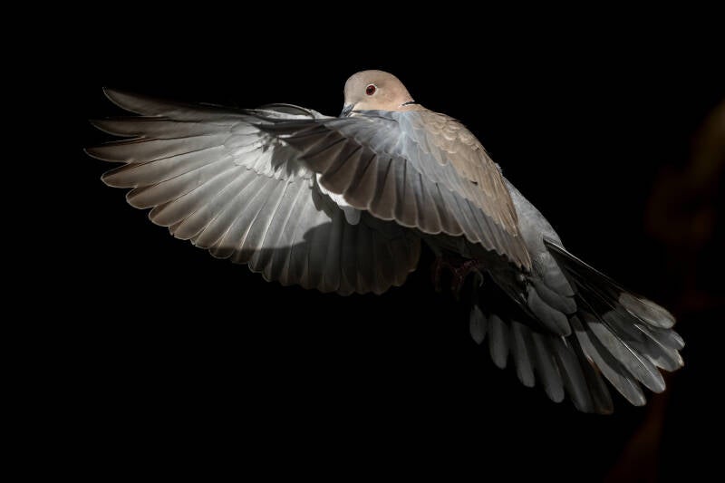 Turkse tortelduif