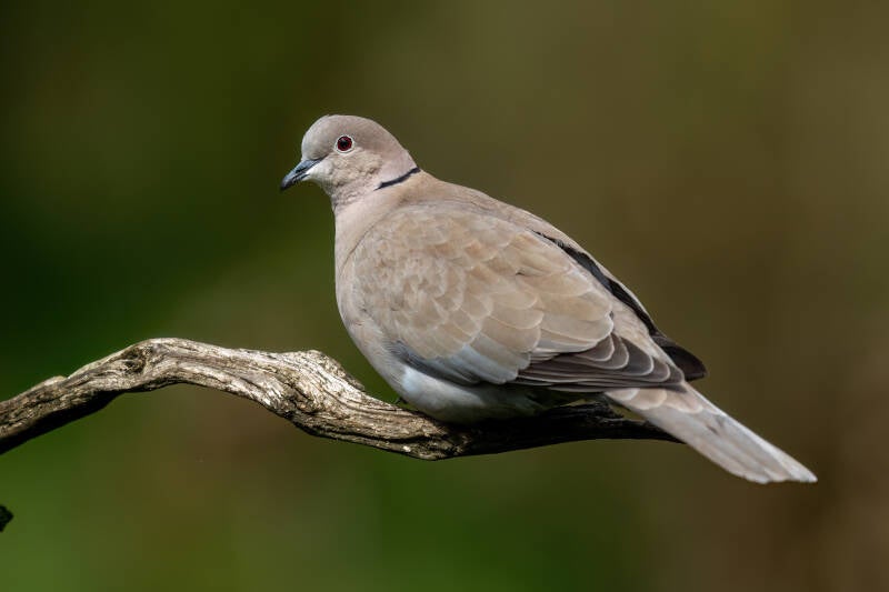 Turkse tortel, 13-04-2023