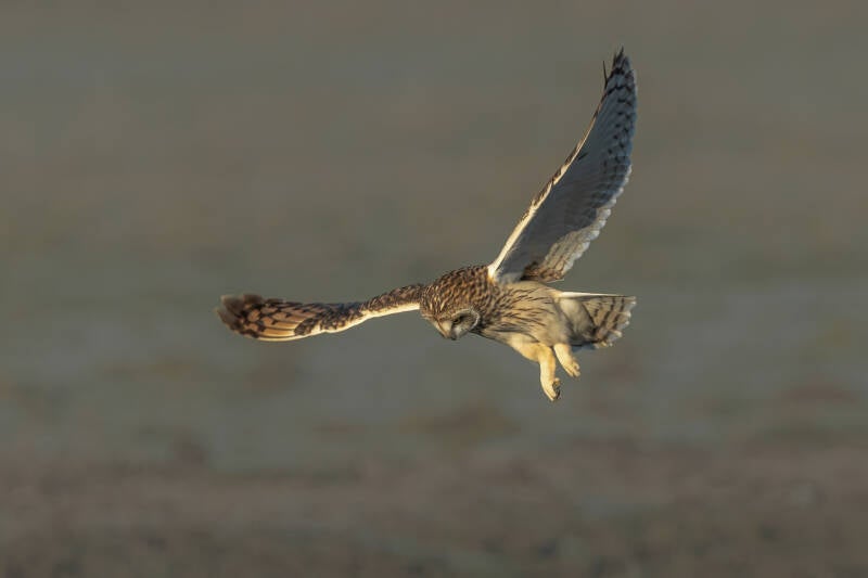 Velduil, Paezemerlannen, 14-12-2022